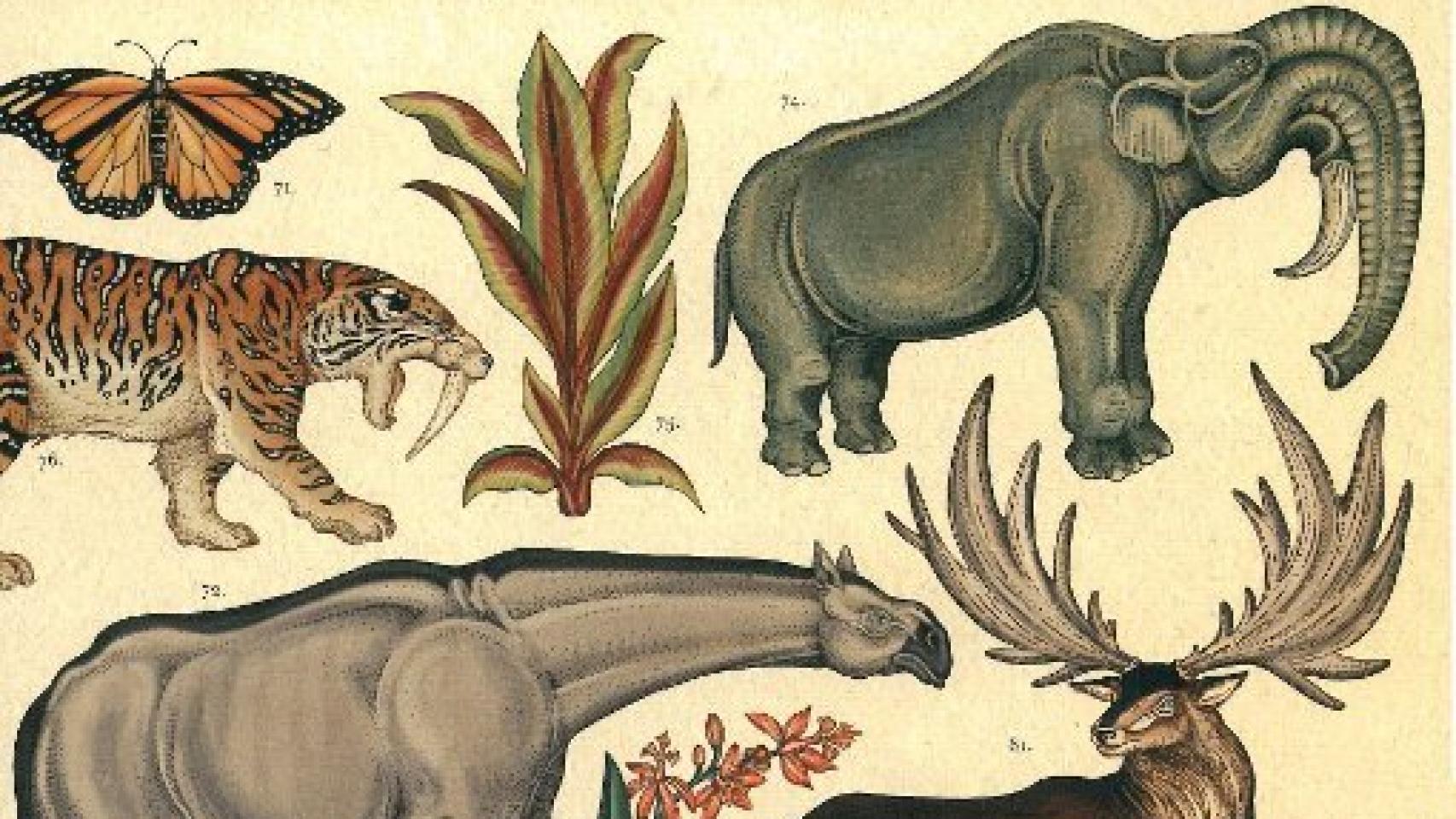 Image: Historia de la vida: evolución