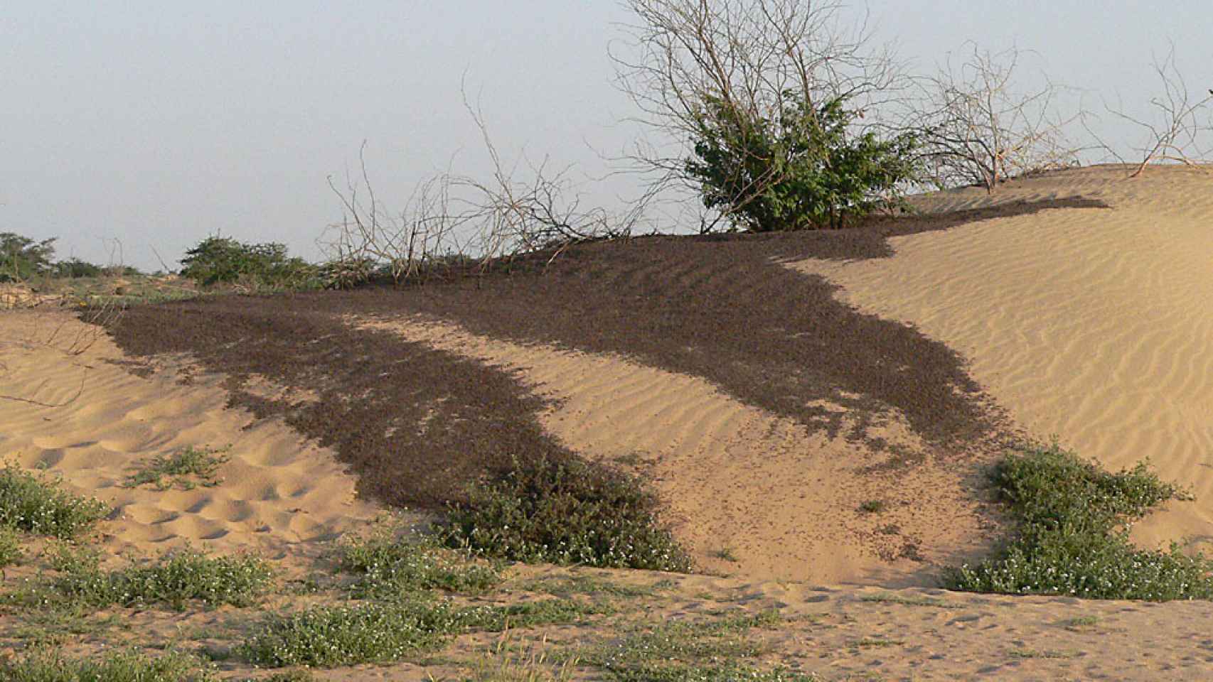 Langostas jóvenes en bandas compactas antes de desarrollar alas, en Sudán