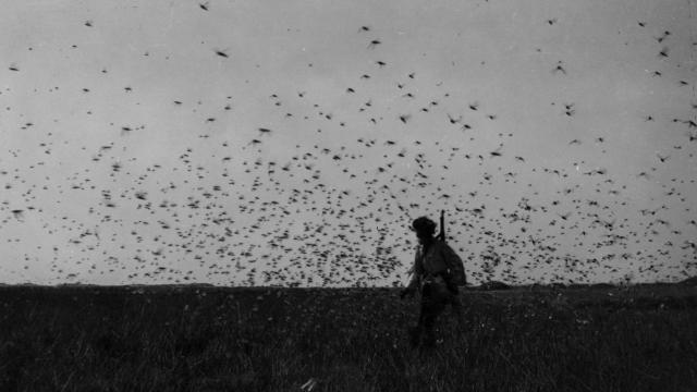 Una nube de langostas en el Sáhara Occidental (abril de 1944).