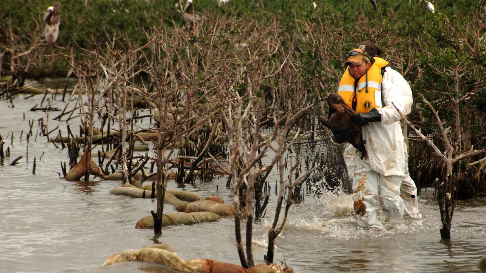 Miembro del US Fish and Wildlife lleva un pelícano con chapapote en Luisiana.