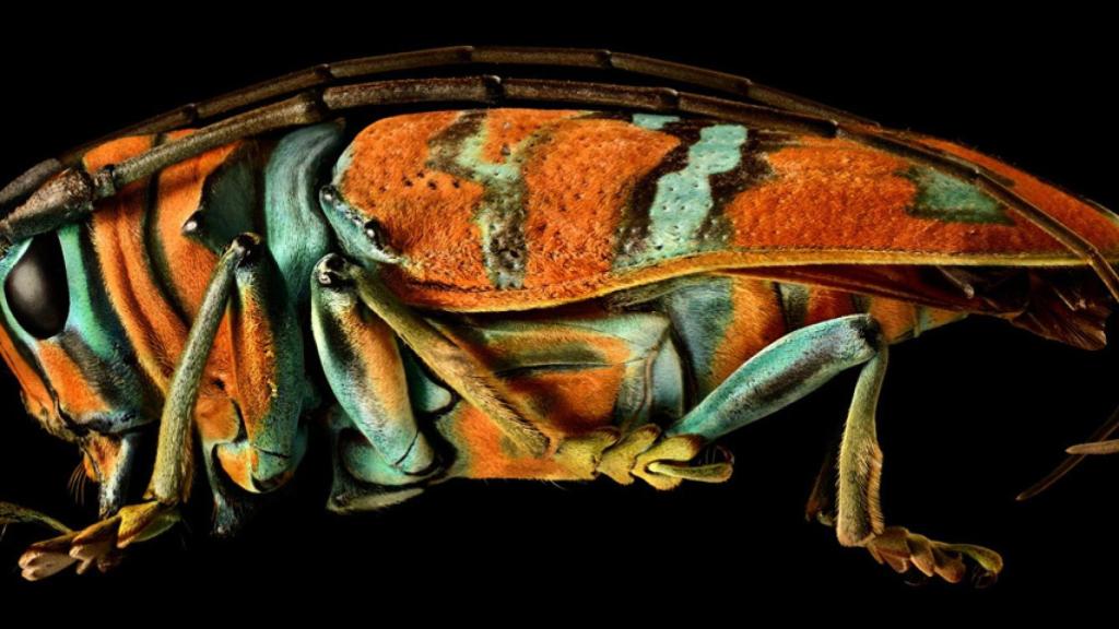 levon-biss-jewel-longhorn-beetle