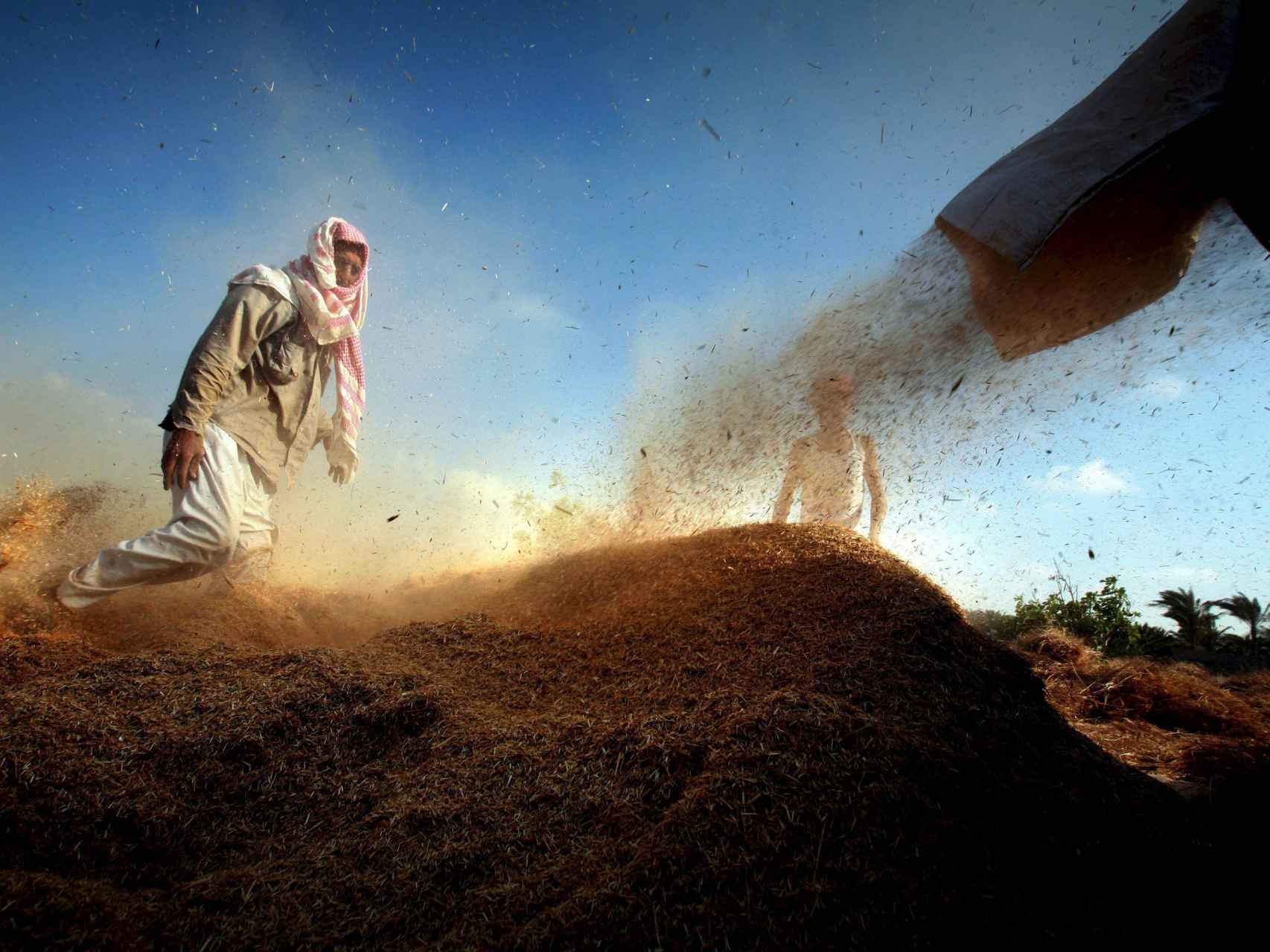 La roya del trigo supone una seria amenaza para la alimentación mundial.