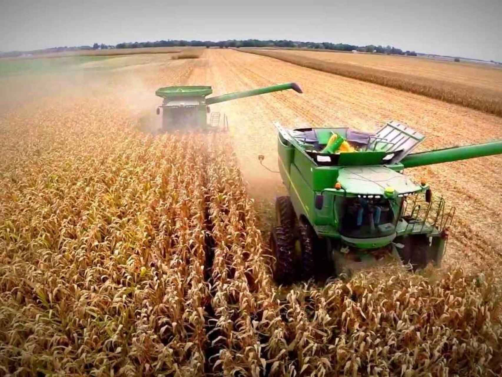 ¿Puede caer la producción del cereal a causa de la roya?