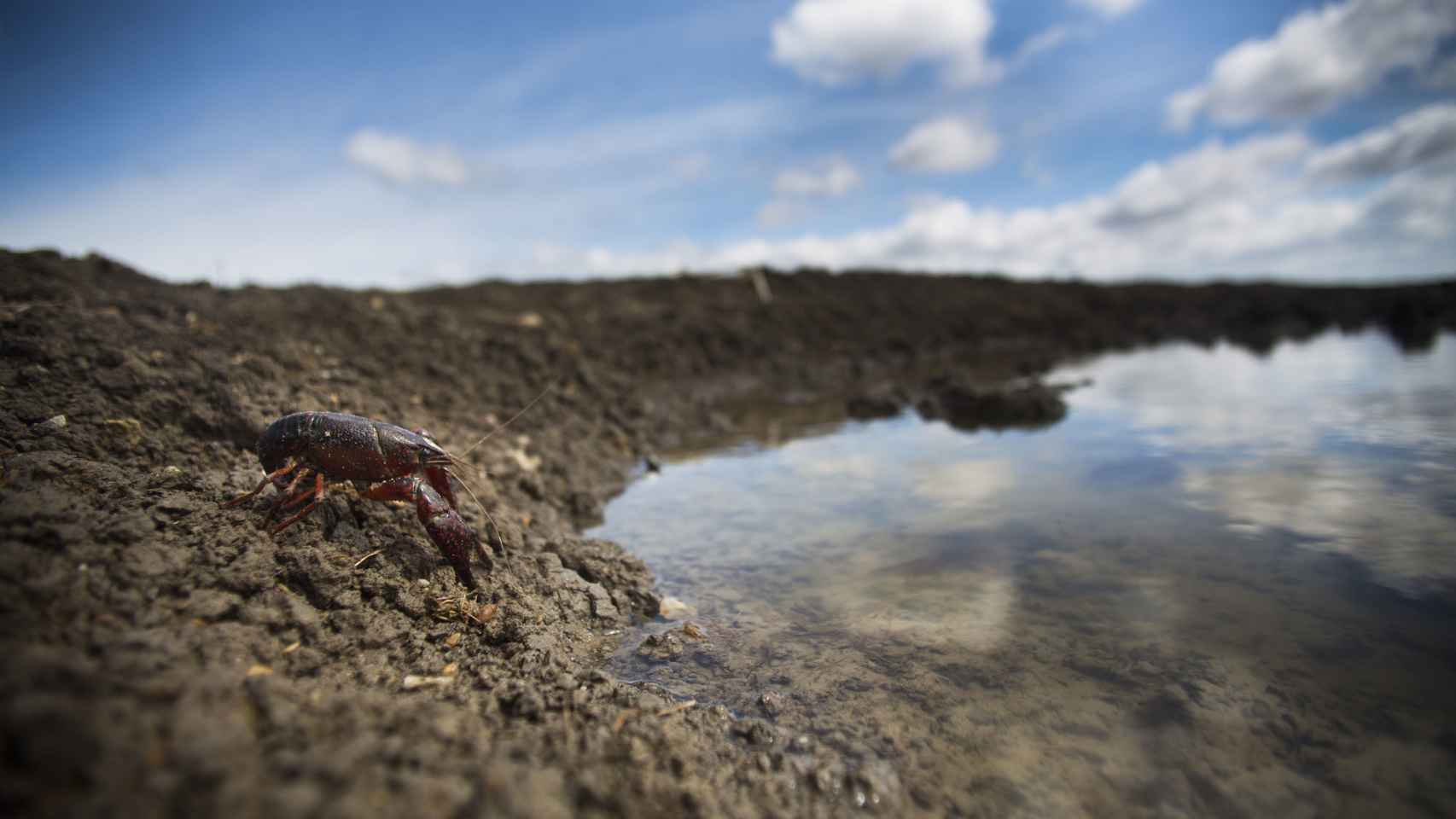 Un cangrejo americano en la orilla de la marisma.