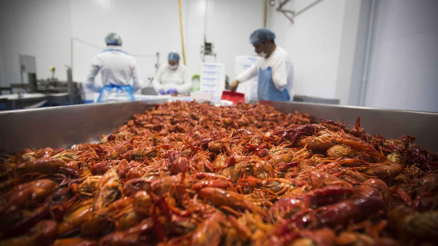 Centenares de cangrejos en una de las empresas del sector, en Isla Mayor.