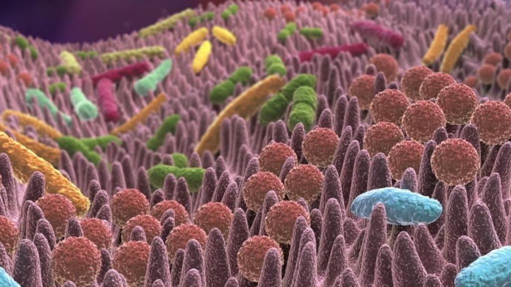 Representación gráfica de la microbiota intestinal.