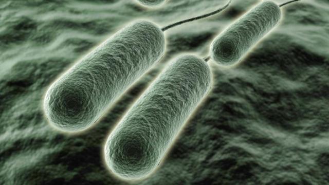 pseudomona_aeruginosa-680x325