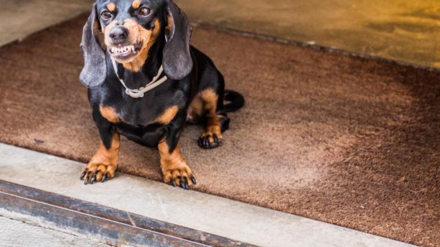 Un perro mostrando su lado agresivo. /