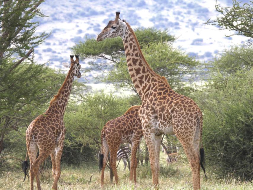 Jirafas macho en Ndarakwai, en el Kilimanjaro occidental, Tanzania.