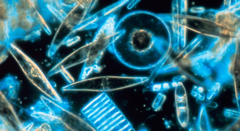 diatomeas-marinas-al-microscopio
