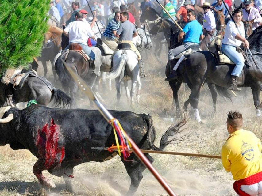 La Junta de Castilla y León prohíbe la muerte del Toro de la Vega