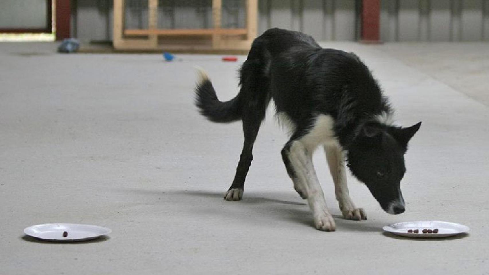 Un perro sometido a pruebas para estudiar su inteligencia. /