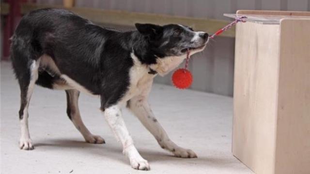 Un perro realizando un test de inteligencia para canes. /