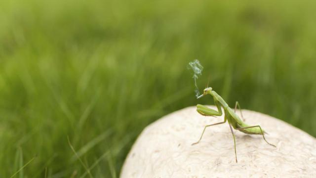 Algunos insectos son realmente chuletas y hay que insistir con el tratamiento. /