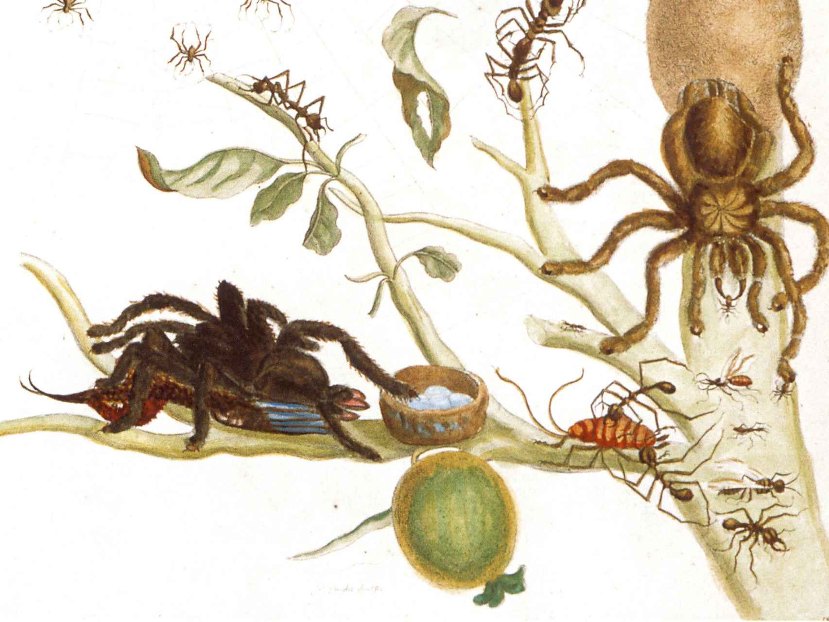 Arañas, hormigas y colibrí en una rama de guayaba, un dibujo de Maria Sibylla.