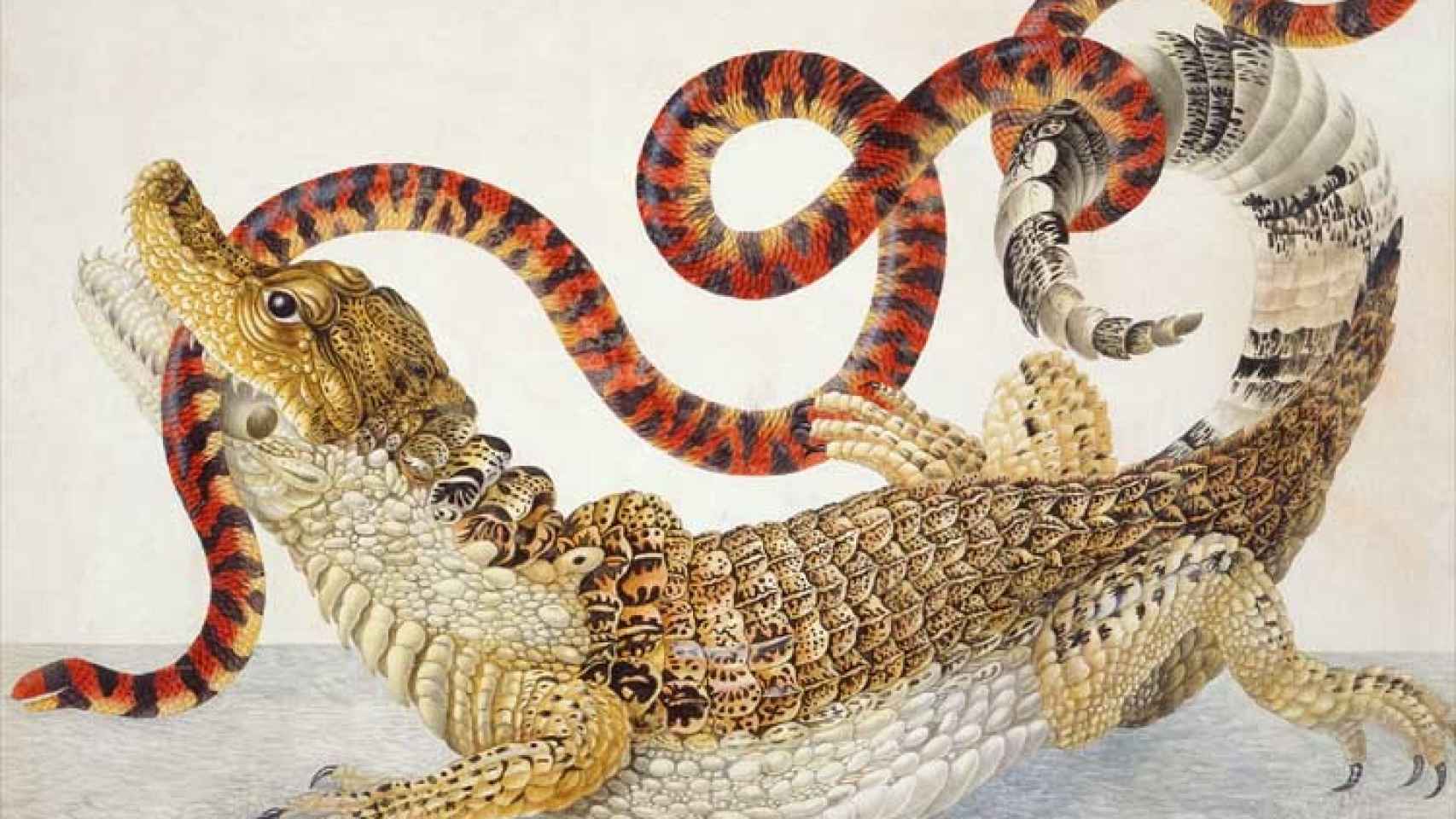 Illustration de un caimán con una falsa serpiente de coral de Sudamérica, obra de Maria Sybilla.