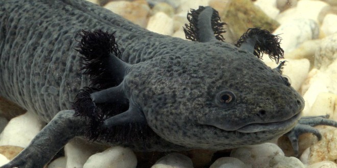 Axolotl-660x330