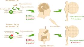 sistema_endocannabinoide