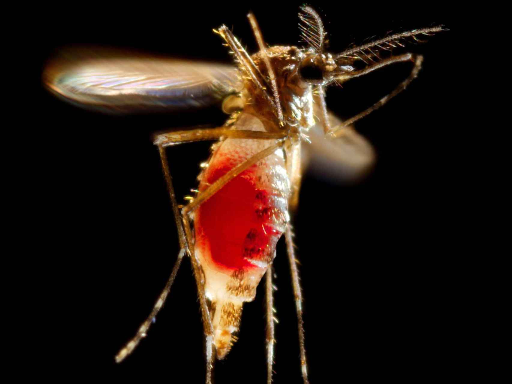 Un Aedes aegypti hembra con el abdomen lleno de sangre recién chupada.