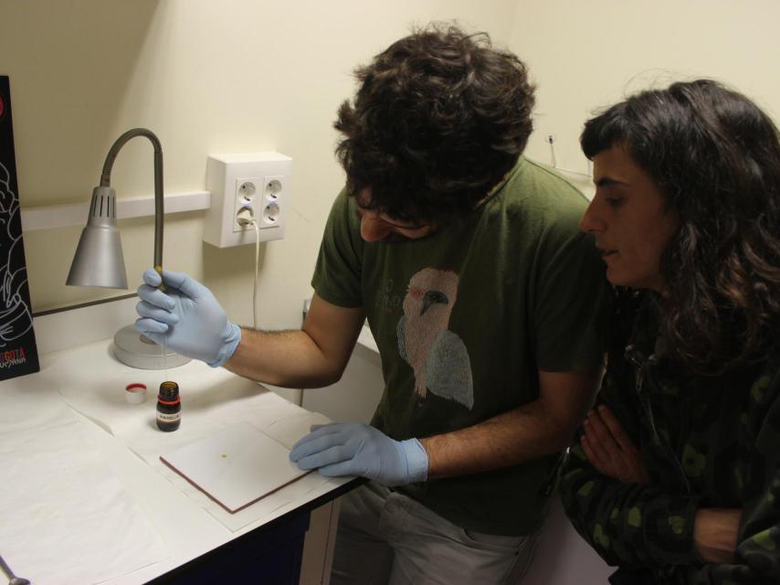 La muestra fue analaizada en el laboratorio de Energy Control