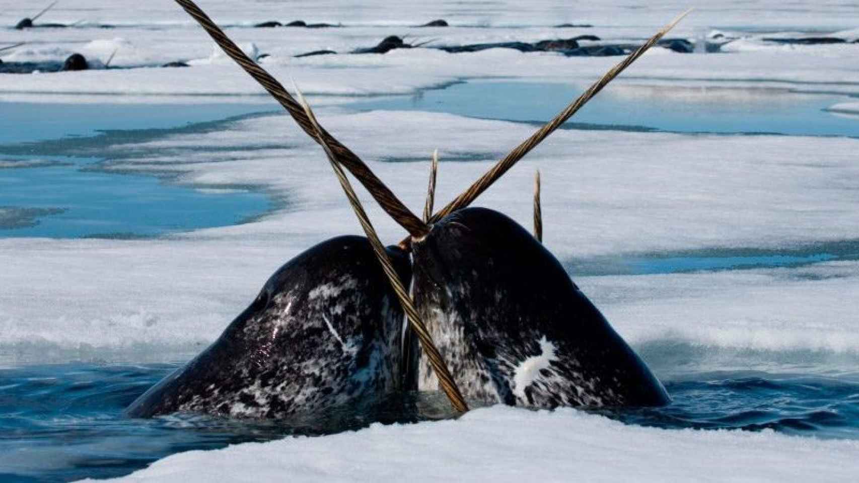 ballenas-narvales