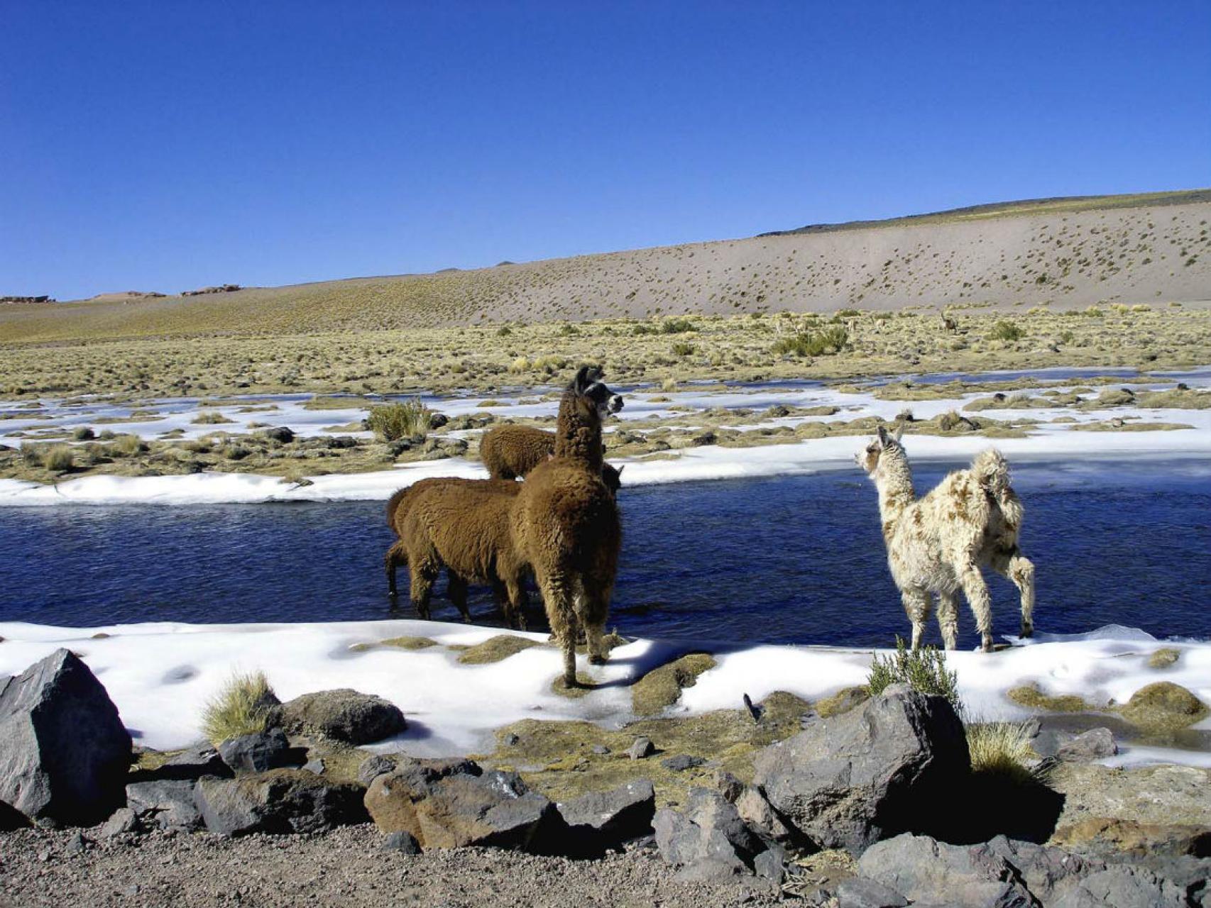 Por el camino puedes encontrar llamas como estas.