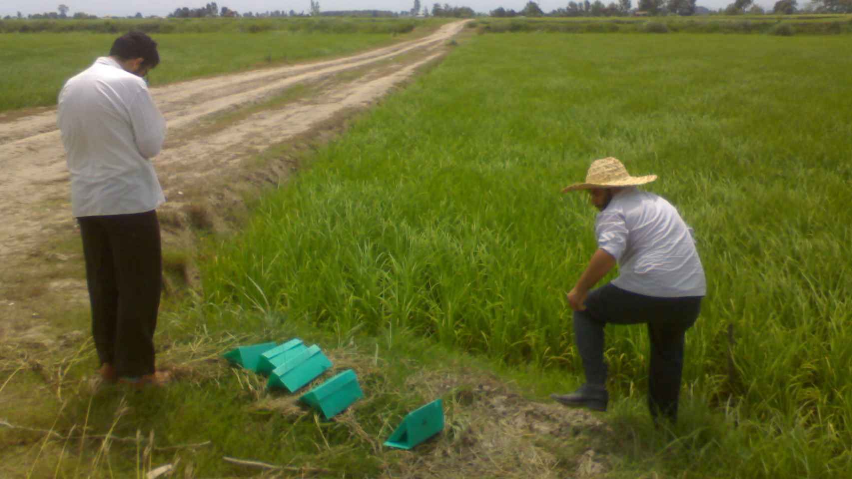 Agricultores iraníes colocando trampas de feromonas en un arrozal.