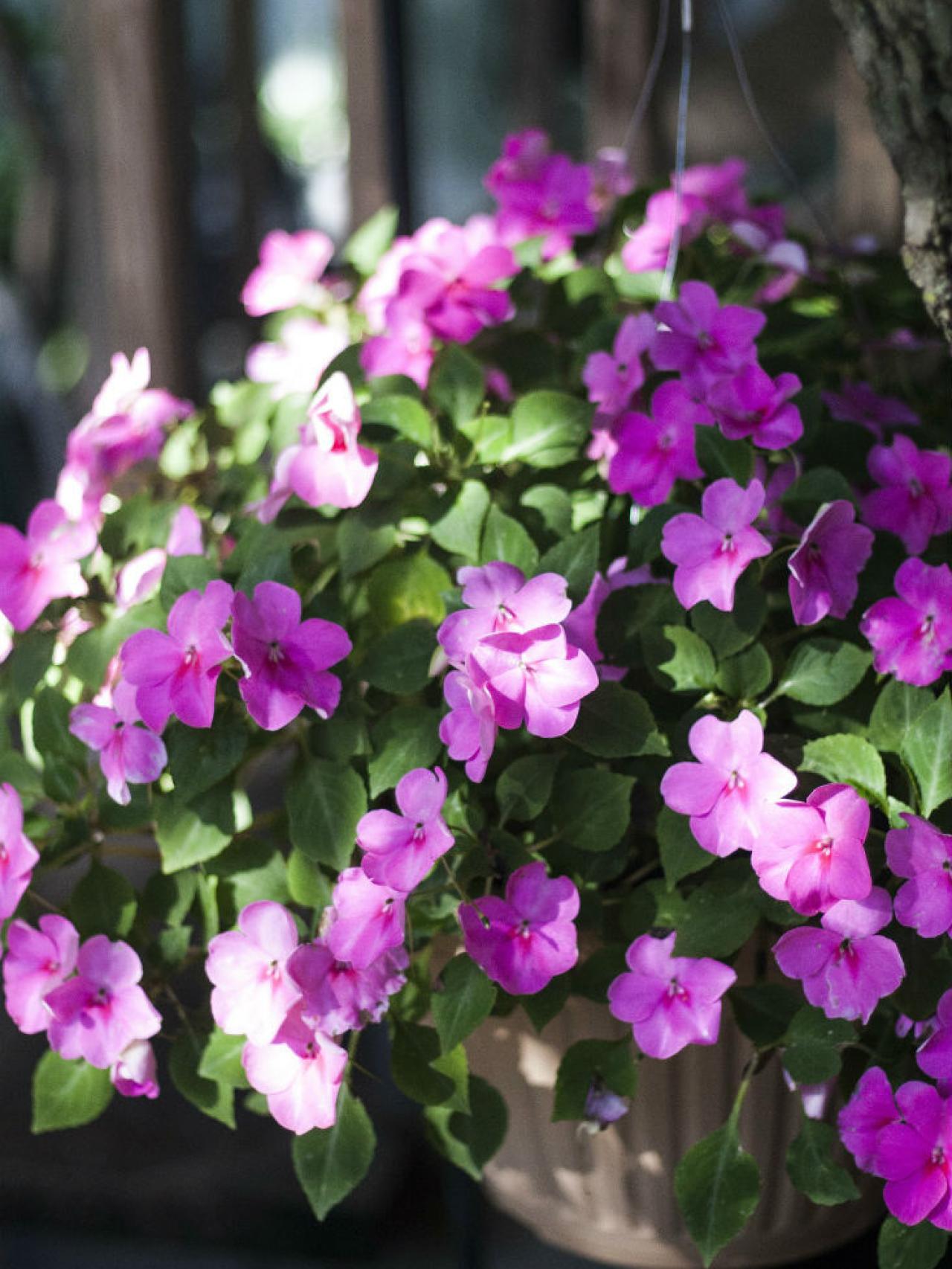 Alegrías o Impatiens para zonas de semisombra. / Los Peñotes