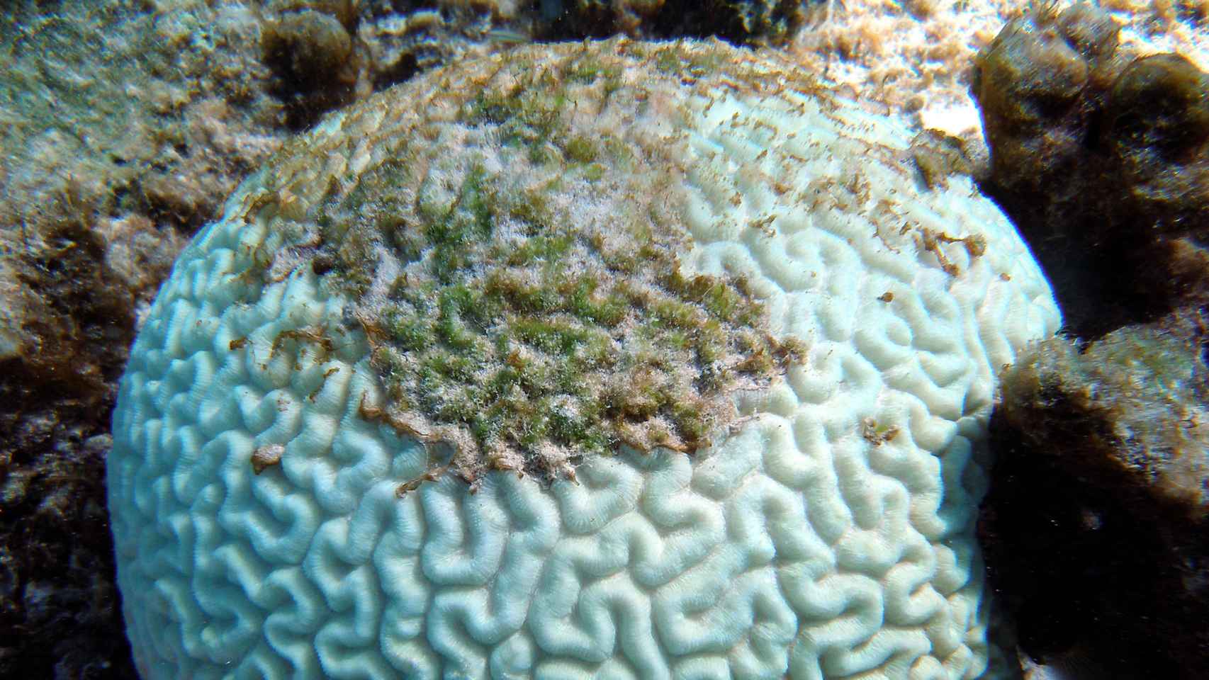 Un ejemplar blanqueado en el Gran Arrecife de Coral.