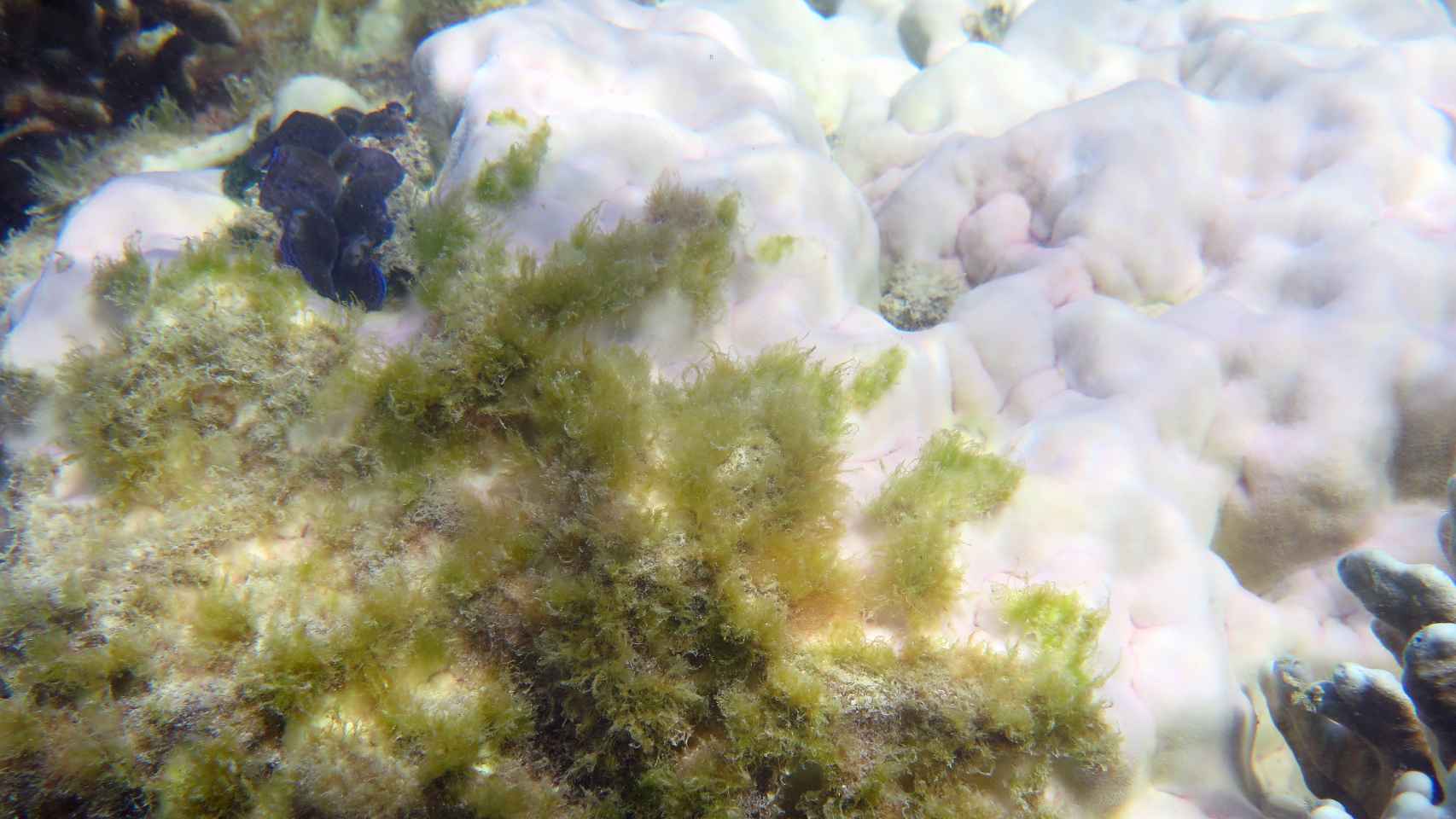 Coral enfermo siendo colonizado por el blanqueamiento en Lizard Island.