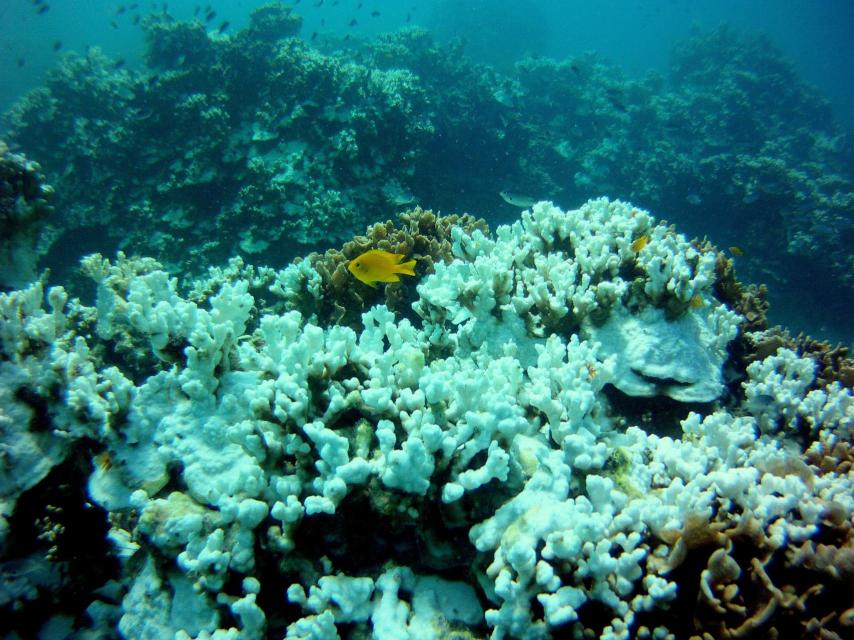 Un arrecife de coral sufriendo de blanqueamiento en el Golfo de Tailandia.