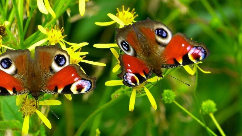 mariposas