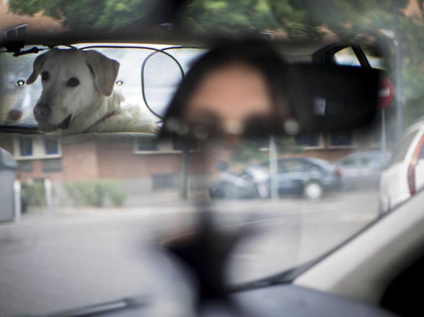 Ana María seguirá buscando piso para poder vivir junto a su perro labrador.