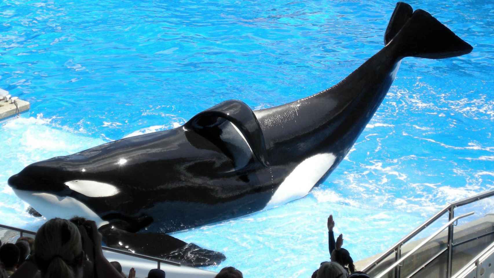 La orca Tilikum protagonizó el documental Blackfish, donde se denuncian las condiciones de recintos como SeaWorld.