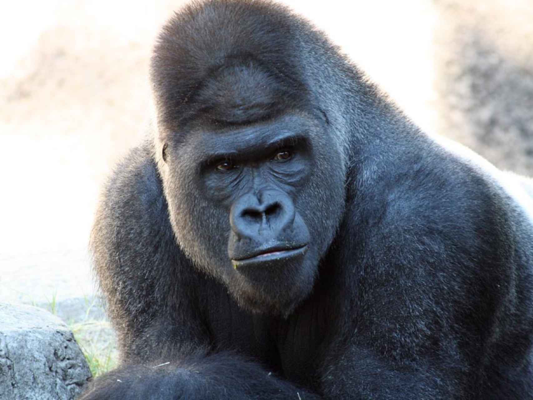 Los gorilas son animales vegetarianos con diferencias entre machos y hembras en cuanto a su agresividad.
