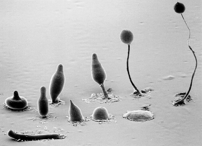 dictyostelium-slime-mold-amoeba-dictybase-grimson-blanton