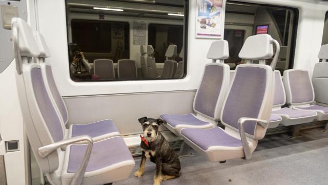 Colega en el tren de Cercanías. / Sr. Perro