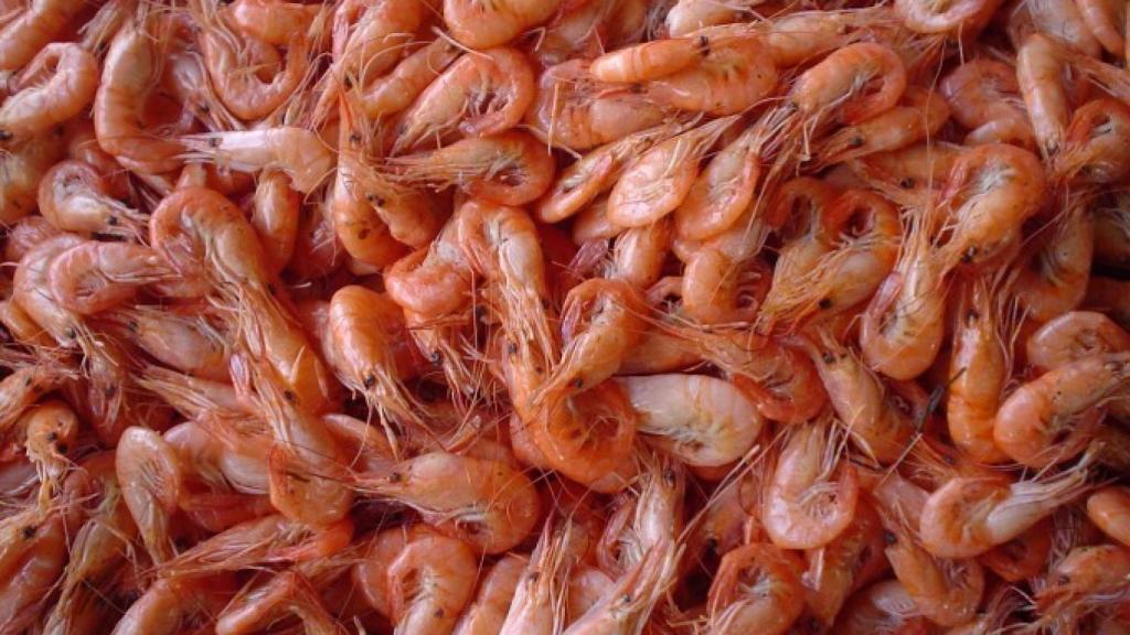 shrimps-680x510