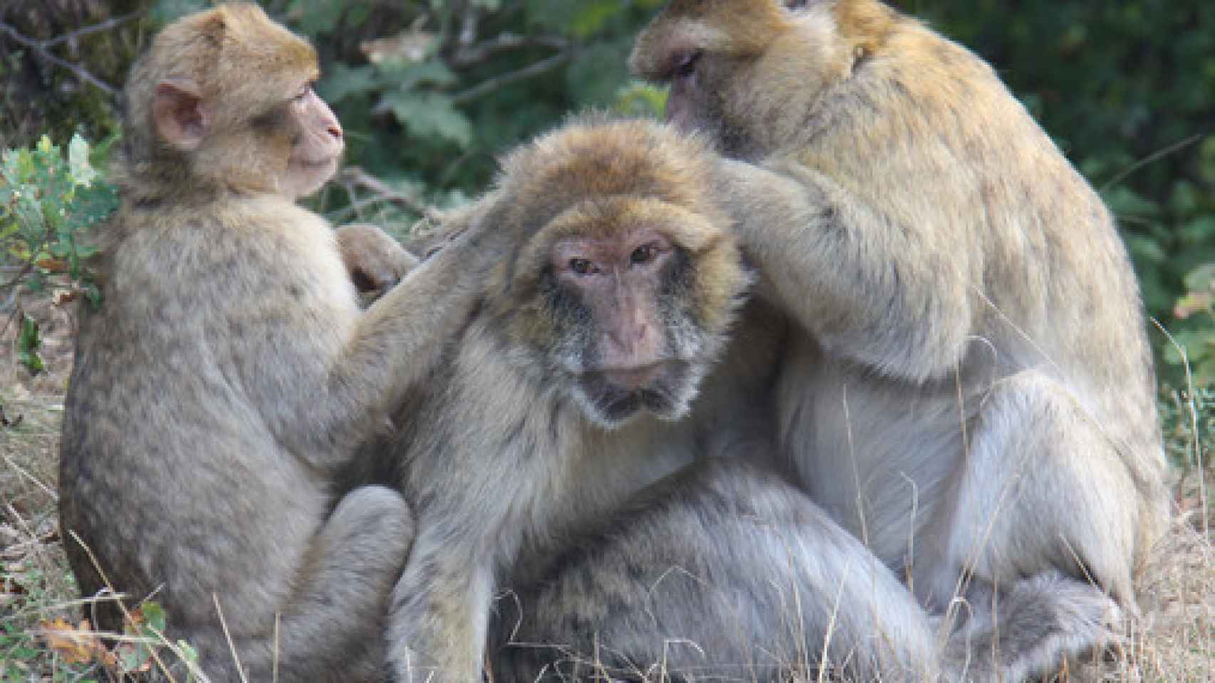 Monos Berbería más jóvenes, también conocidos como macacos de Gibraltar.