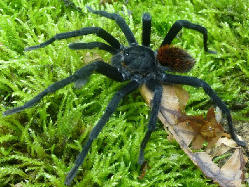 Macho de la nueva especie y género de tarántula, Kankuamo marquezi.