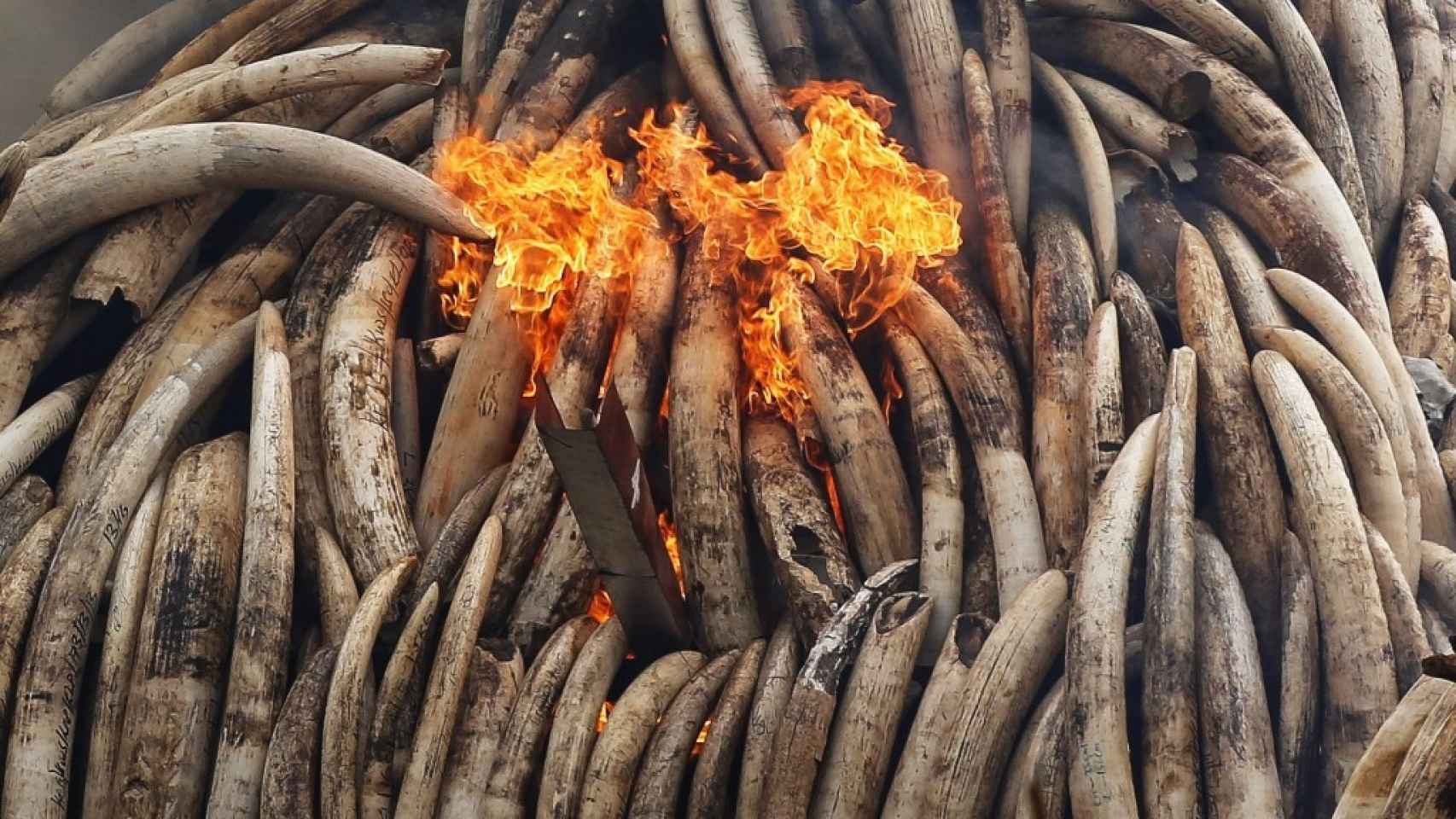 Kenia quema más de 100 toneladas de marfil.