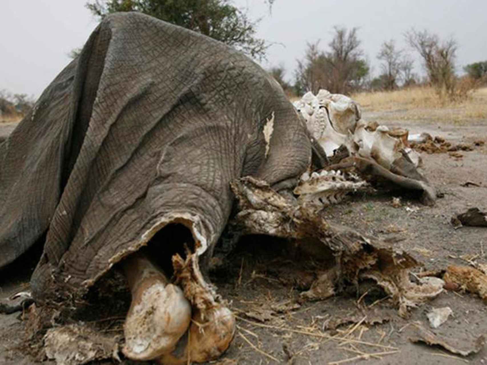 Elefante envenado con cianuro en el Parque Nacional Zimbabue.