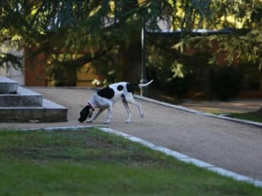 Rico, la mascota de Mariano Rajoy, en Moncloa