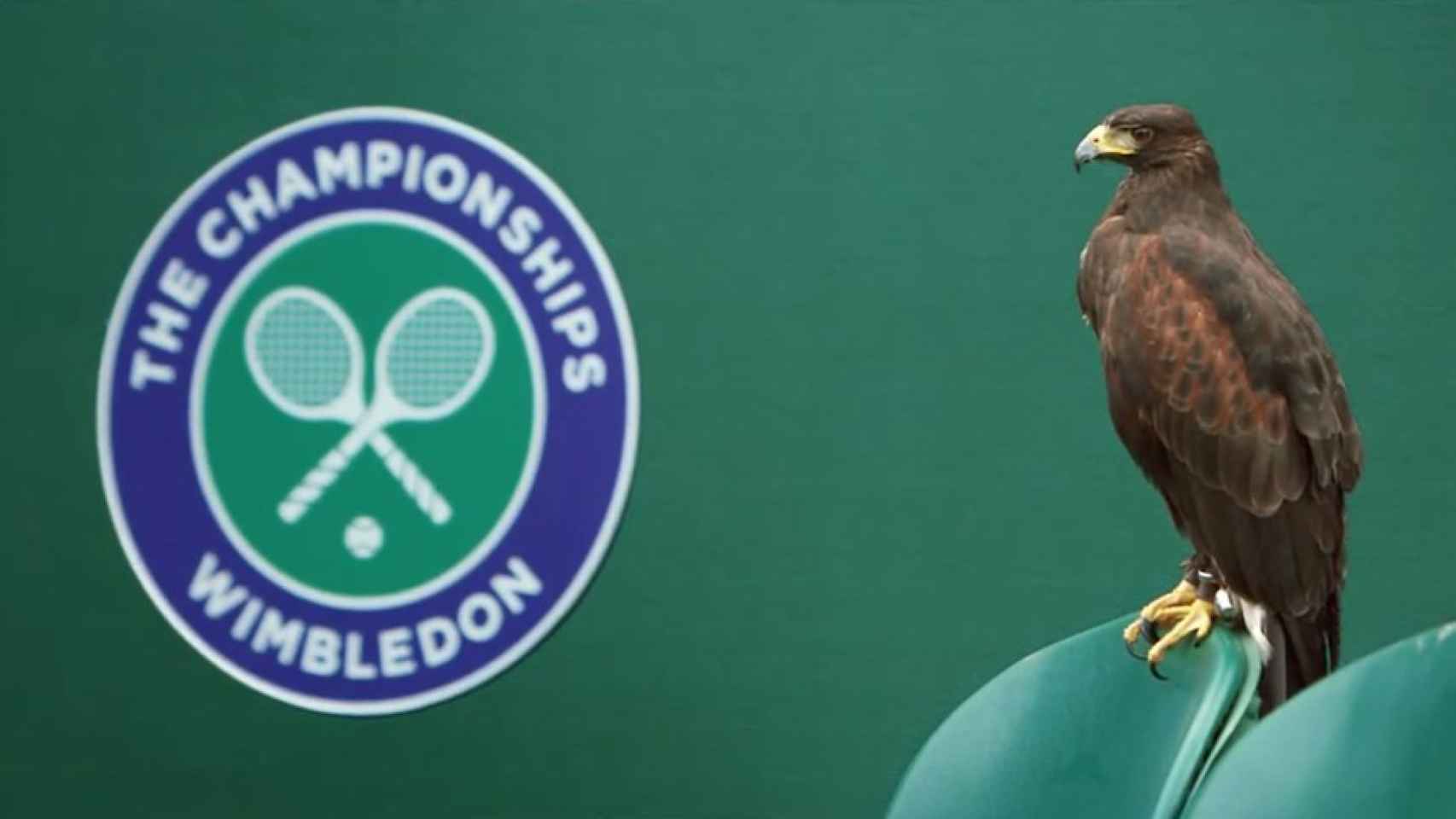 El halcón que protege Wimbledon de las palomas.