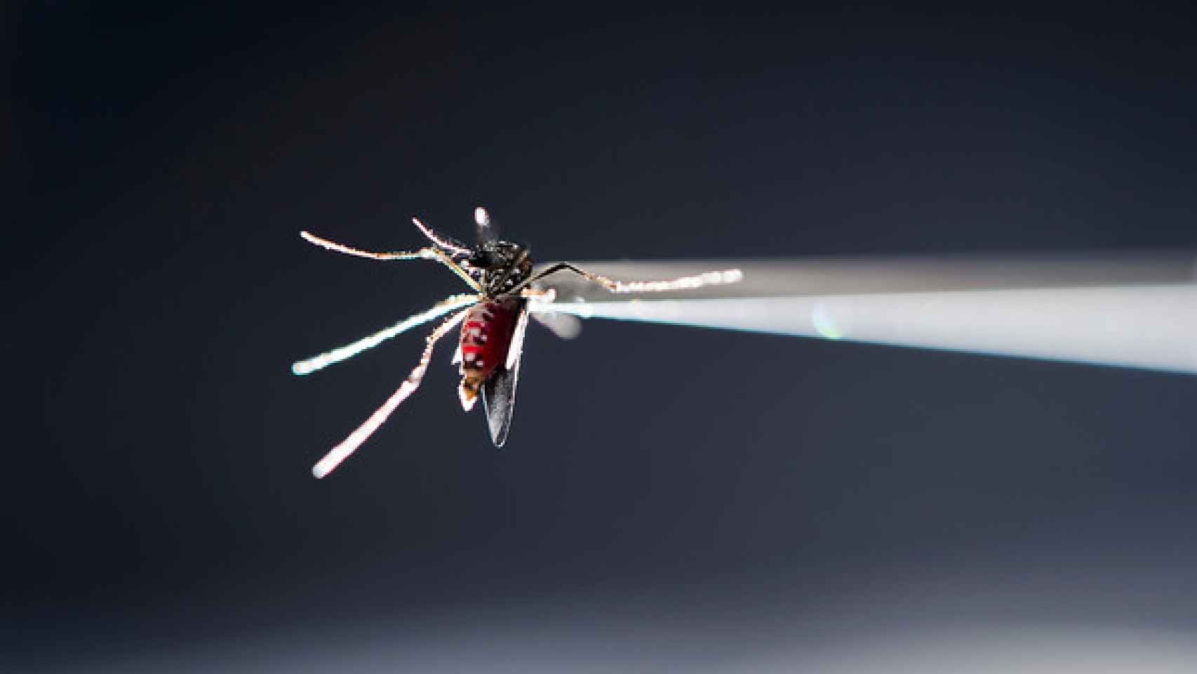Mosquito Aedes aegypti en un laboratorio de investigación de insectos.