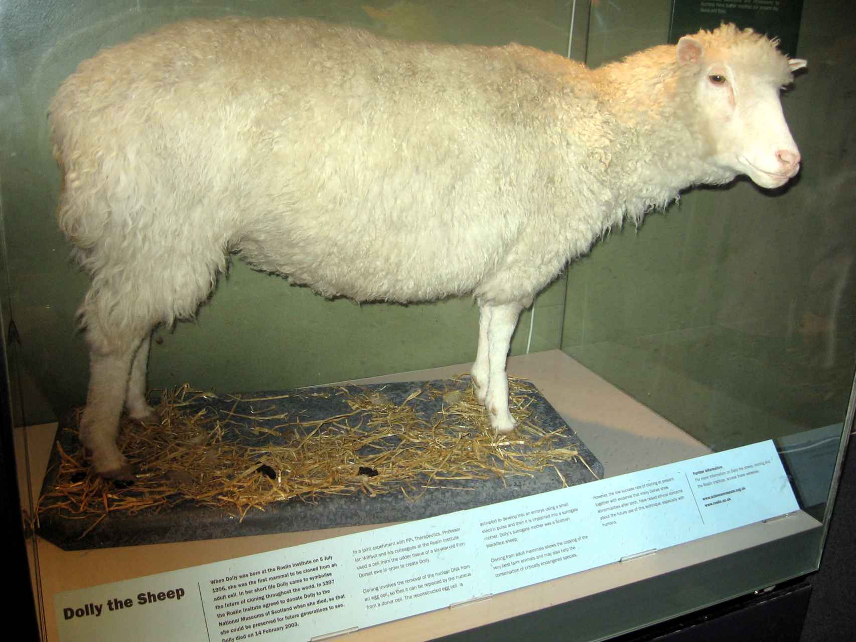 La oveja Dolly, taxidermizada en el Royal Museum de Escocia.