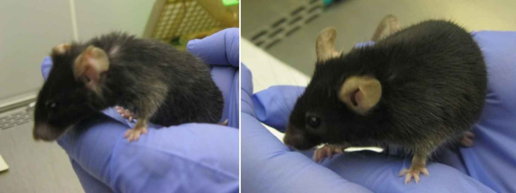Dos ratones que sólo se diferencias en el ADN mitocondrial.