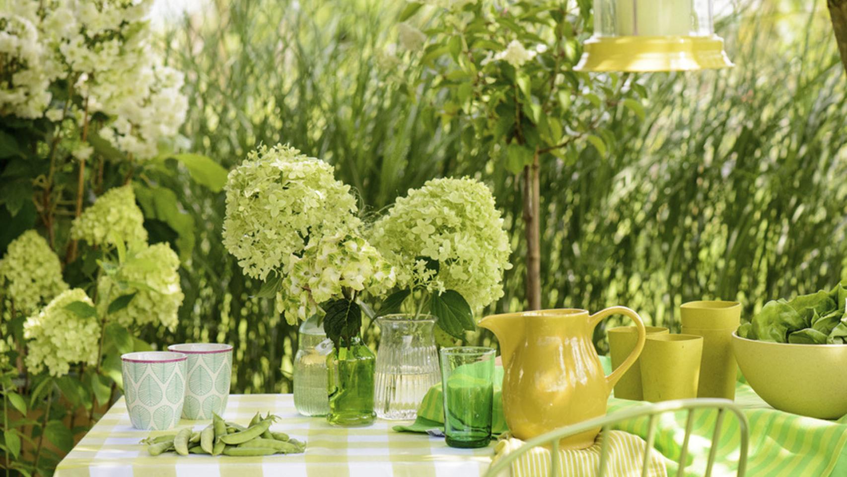 Las hortensias paniculata van cambiando de color según maduran.