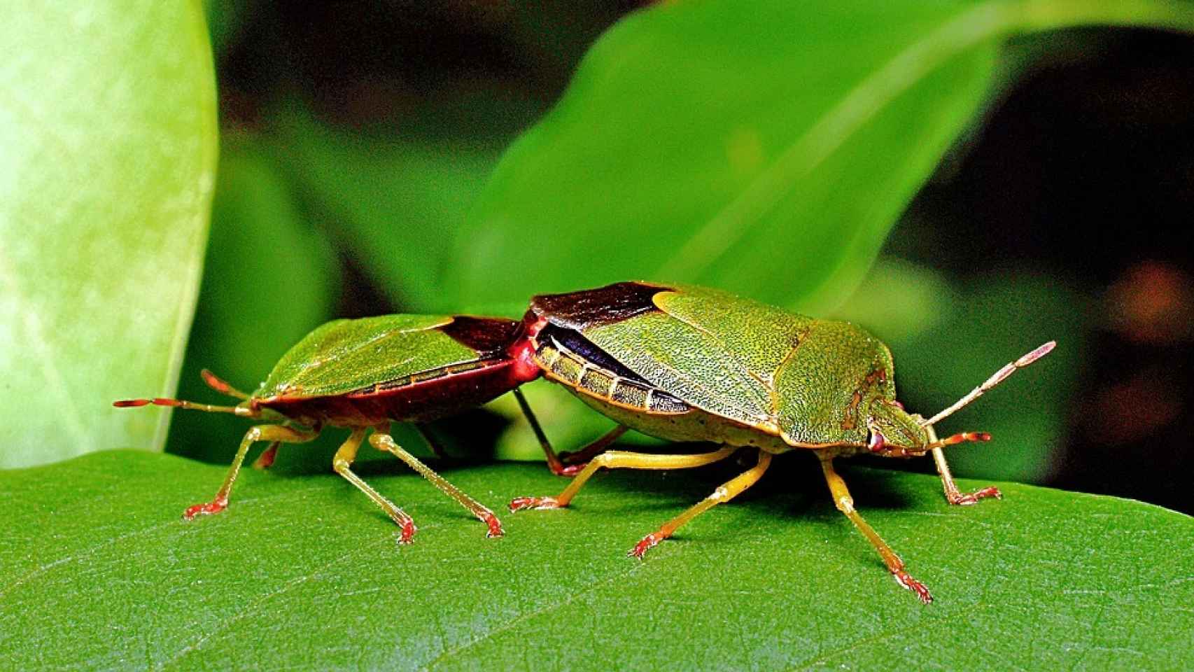 Dos escarabajos haciendo el amor con pasión.