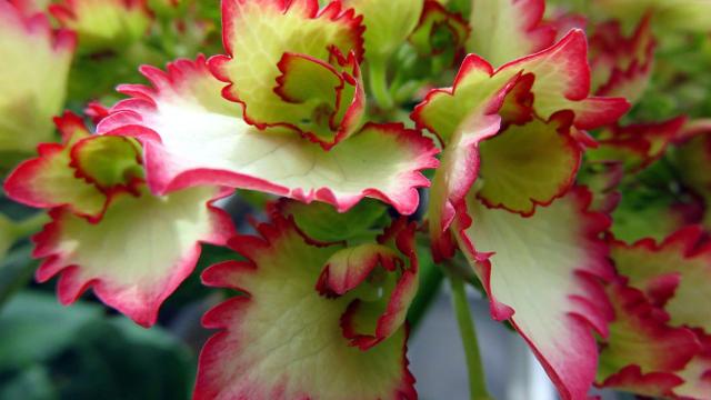 Las variedades de Hortensias son numerosas.